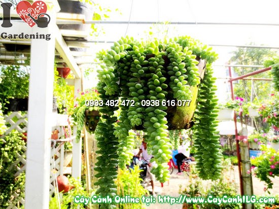 Chăm sóc cây sen đá chuỗi ngọc – chuỗi lá buông dài trang trí giỏ treo