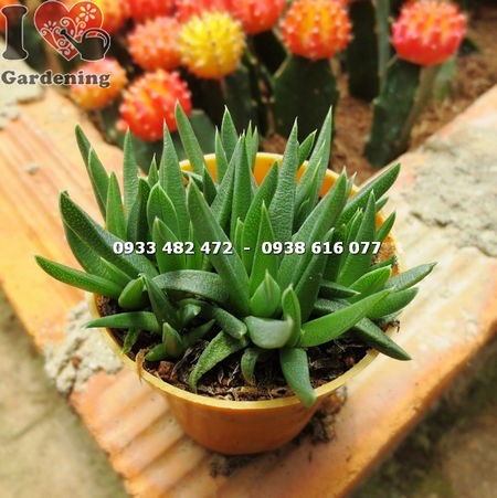 Sen đá cỏ ngọc nhỏ – lá mọng nước xếp thành bụi dày đẹp mắt