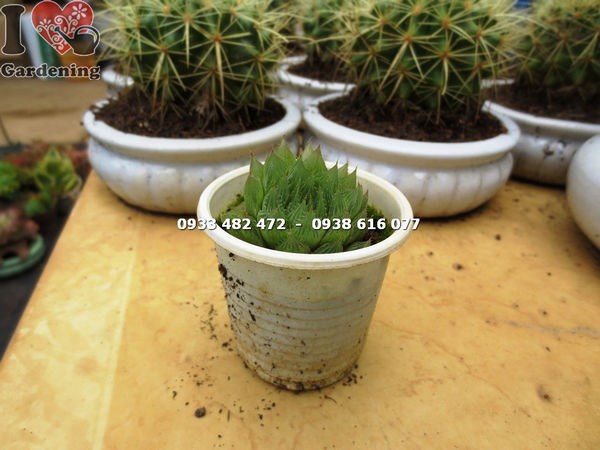 Cây sen đá đuốc nhỏ – lá mọng nước ôm lấy nhau đặc trưng