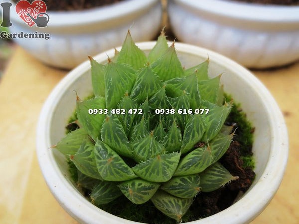 Cây sen đá đuốc nhỏ – chăm sóc và trưng bày