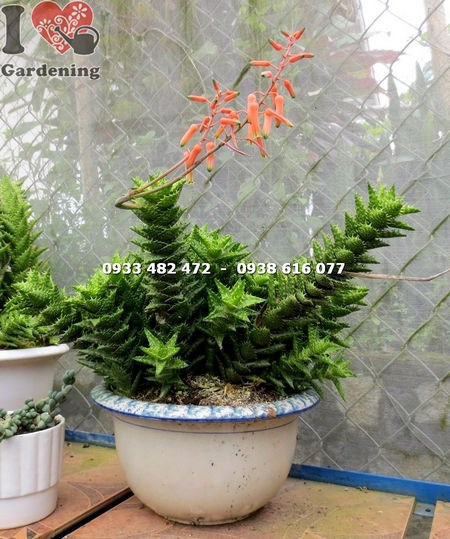 Sen đá hàm cá mập nở hoa vàng rực rỡ