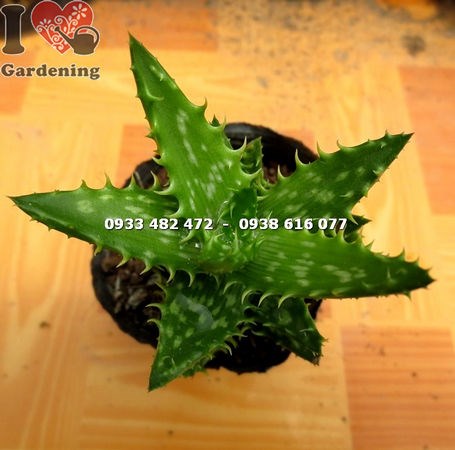 Đặc điểm cây sen đá hàm cá mập nhỏ – lá xếp chồng, viền gai trắng