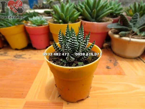Cây sen đá móng rồng mới loại nhỏ – Ms 13705 – ILG cung cấp sỉ lẻ