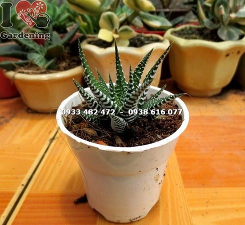 cây sen đá móng rồng nhỏ – dáng bụi tỏa đều, viền trắng nổi bật