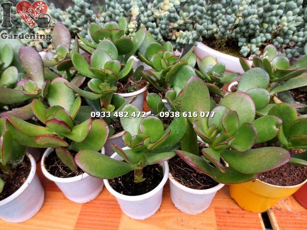 Cây sen đá ngọc bích nhỏ lá tròn bóng mọng xanh ngọc