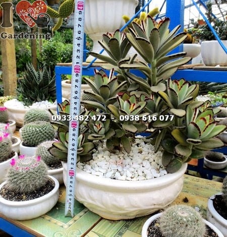 Cây sen đá nhung viền đen lớn nhất – góc chụp cận lá nhung