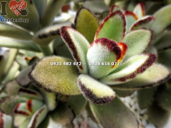Sen đá nhung viền đen lớn nhất – cụm cây phát triển đầy đặn