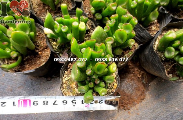 Sen đá ống điếu nhỏ trong chậu miniature – trang trí bàn làm việc và góc quán