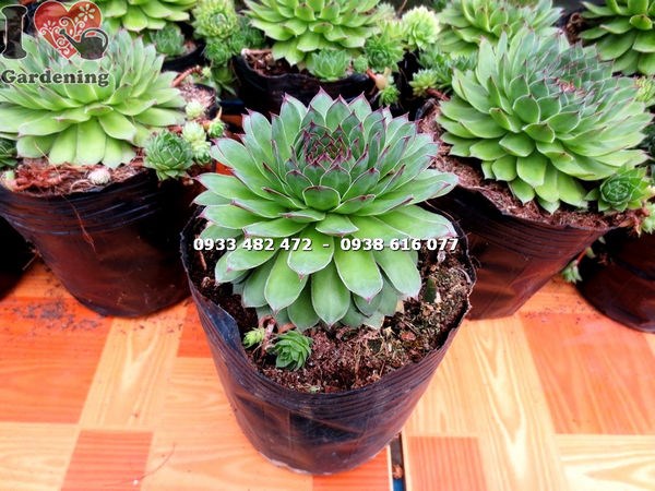 Cây sen đá Phật Bà trưởng thành — rosette đầy đặn đường kính 10–15cm