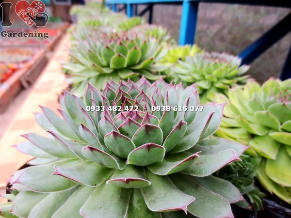 Cây sen đá Phật Bà Trung 7cm – hình ảnh thực tế tại vườn ILG
