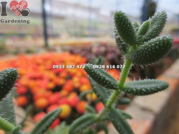 Vườn cây sen đá trái tim mặt nạ nhỏ tại ILG