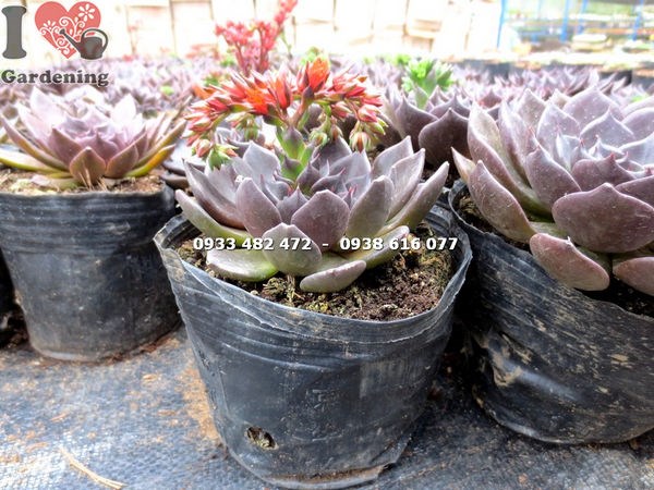 Cây sen nâu lớn màu đẹp rực rỡ khi đủ nắng