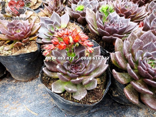 Cây sen nâu lớn trưởng thành đẹp tại vườn ILG