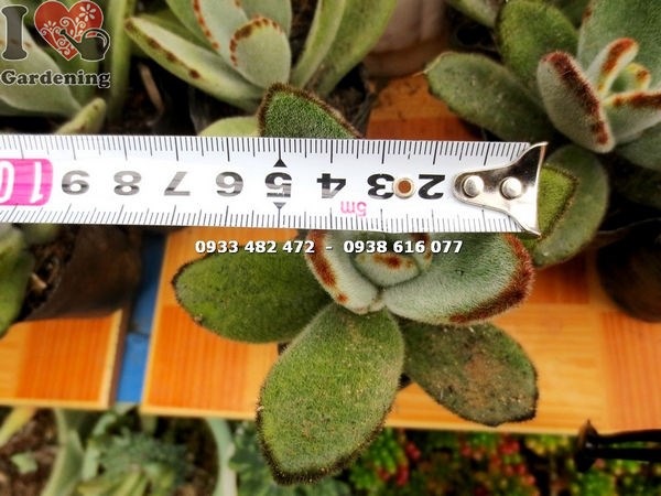 Cây sen nhung viền đen nhỏ - bộ sưu tập tiểu cảnh ILG