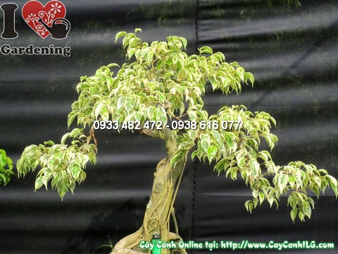 Cây Si Đốm Bonsai 60cm hoành 26cm – góc chính diện chi tiết