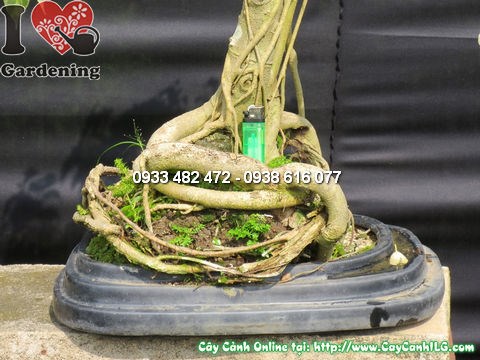 Cây Si Đốm Bonsai 60cm hoành 26cm – chính diện góc 4