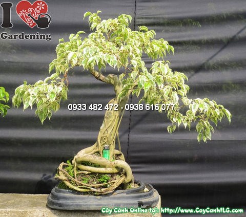 Cây Si Đốm Bonsai cao 60cm hoành 26cm Ms 12757 – mặt chính diện