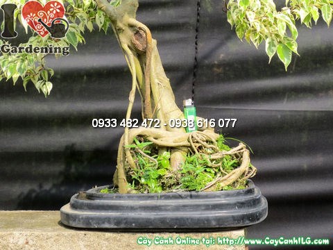 Cây Si Đốm Bonsai 60cm – mặt sau góc 5, toàn cảnh cây
