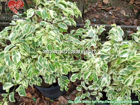 Cây si đốm bonsai 60cm rễ đẹp
