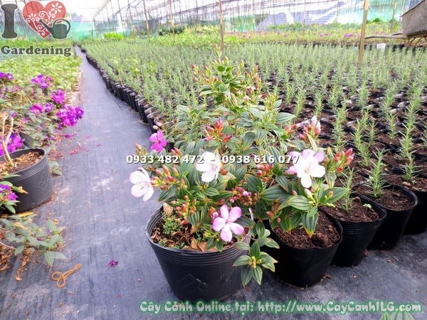 Cây sim thái hoa hồng trồng cảnh quan sân vườn đẹp
