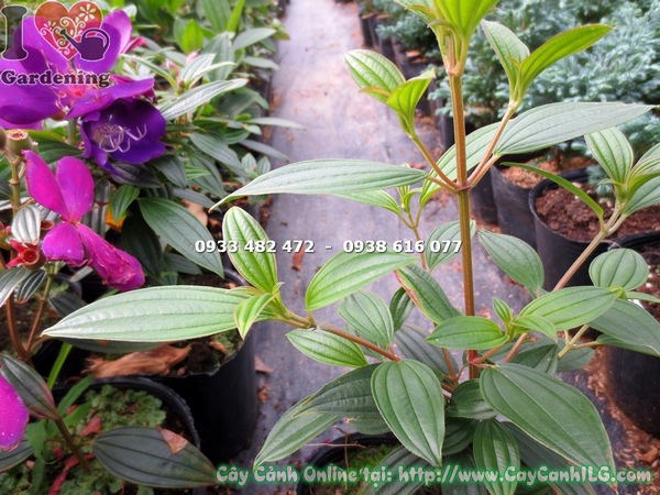Nhân giống cây sim Thái hoa tím