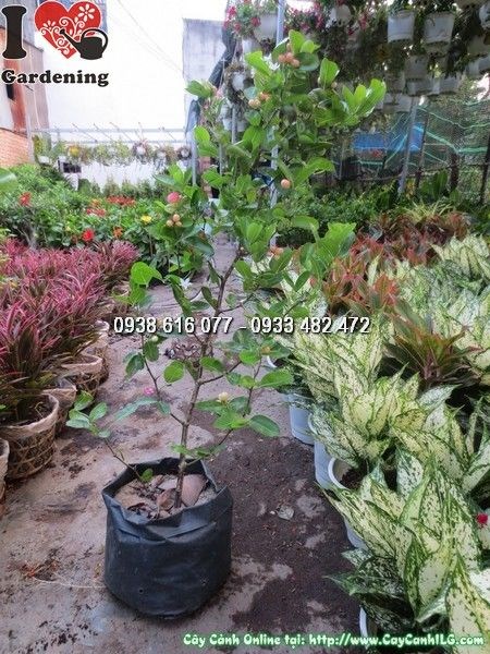 Cây si rô cao 60cm – Ms 24569 tại vườn ILG