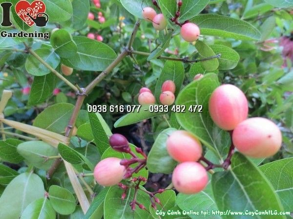 Cây si rô cao 60cm lá xanh bóng mượt – vườn ILG