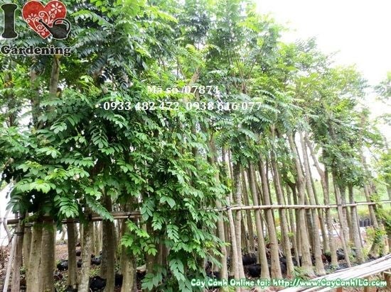 Cây sò đo cam cao 4,5m đường kính 15cm – cây công trình cảnh quan lớn