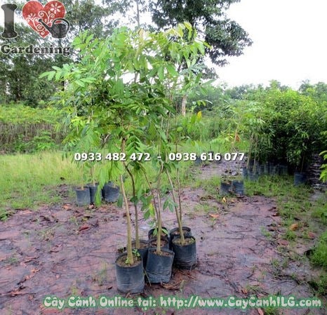 Cây sọ khỉ cao 1m7 - thân gỗ cứng tán lá xanh bóng