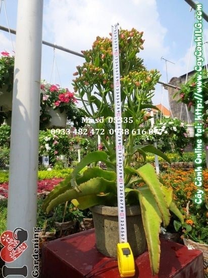 Cây sống đời trang trí sân vườn và không gian xanh