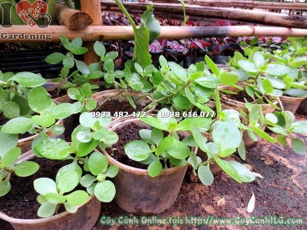 Cây sống đời giống nhỏ dùng để nhân giống