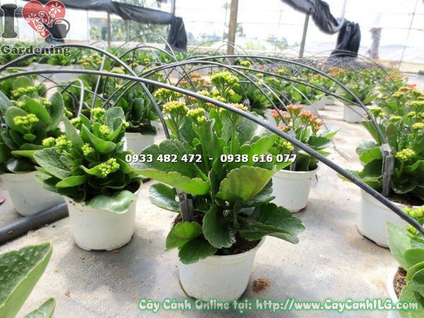 Cây sống đời hoa kép trồng cảnh quan công trình số lượng lớn