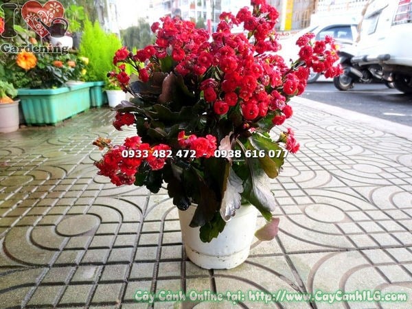 cây sống đời kép hoa đỏ giống mới cao 20cm – màu hoa rực rỡ