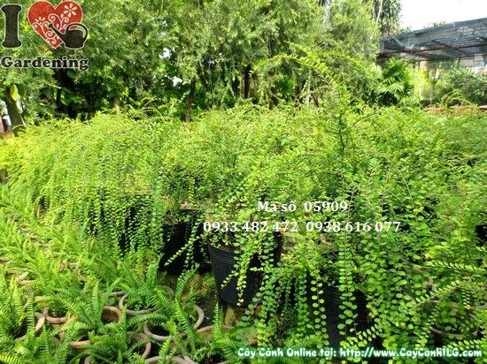 Cây sơn liễu cao 50cm – tán lá xanh mướt, dễ chăm sóc