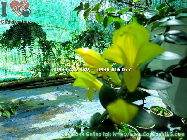 Cây son môi lá lớn hoa vàng trồng chậu đẹp - phù hợp trang trí ban công quán cà phê