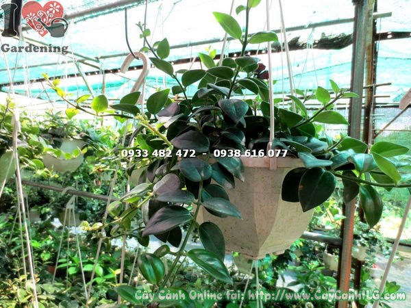 Cây son môi lá lớn hoa vàng - hoa vàng rực rỡ trên nền lá xanh bóng