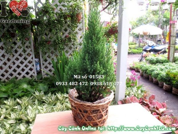 Cây sơn tùng nhỏ cao 40cm, phù hợp làm bonsai tiểu cảnh