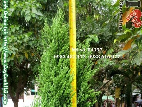 Cây sơn tùng được tạo dáng đẹp trong khuôn viên