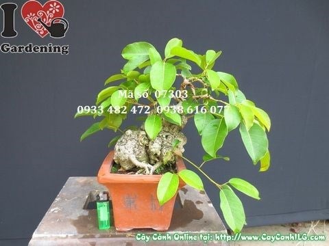 Cây sộp bonsai mini 25cm – vẻ đẹp nghệ thuật cổ kính