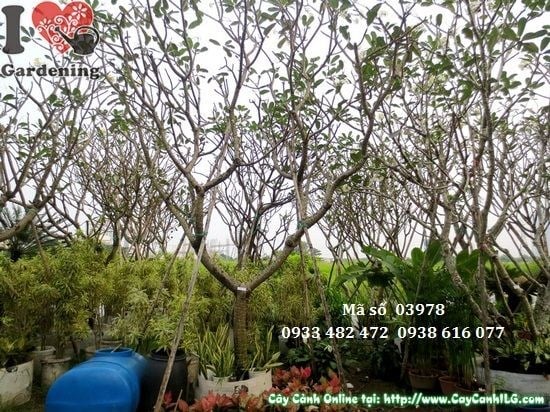 Hoa cây sứ cùi trắng tâm vàng - cây cao 4m MS 03978