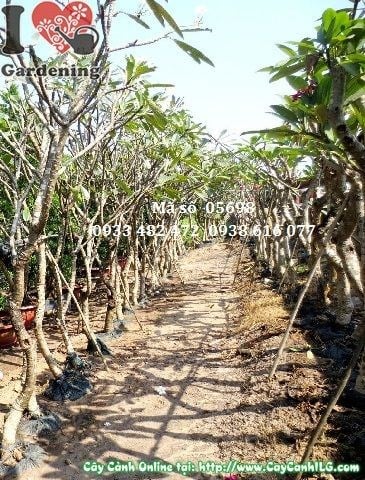 Cây sứ đại 3m gốc lớn đường kính 8-10cm thích hợp công trình