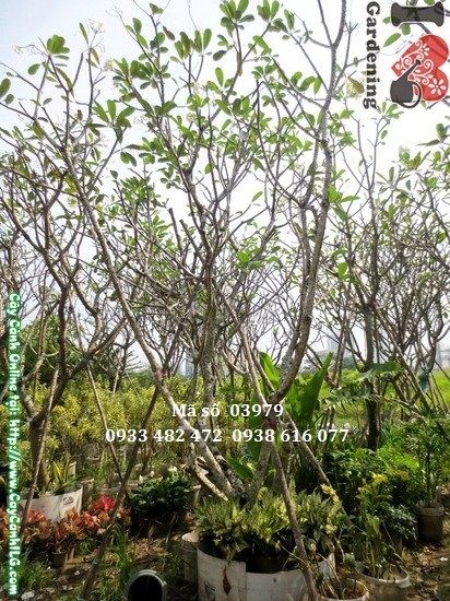 Cây sứ đại cao 4m tán rộng uy nghi – Ms 03979