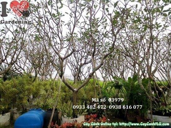 Cây sứ đại cao 4m cành nhánh thoáng, hoa trắng tâm vàng