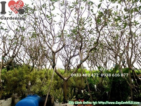 Cây sứ đại 4m trồng cảnh quan công trình sân vườn biệt thự