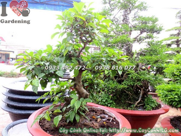 Cây Sung bonsai dáng cổ thụ tán đẹp
