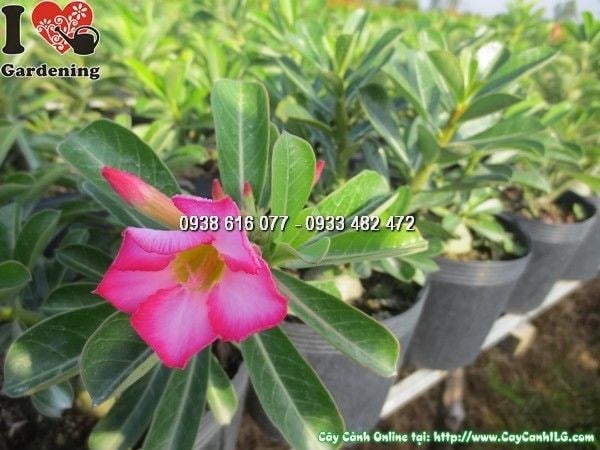 Cắt tỉa cây sứ thái đúng kỹ thuật để cây nhiều cành, nhiều hoa
