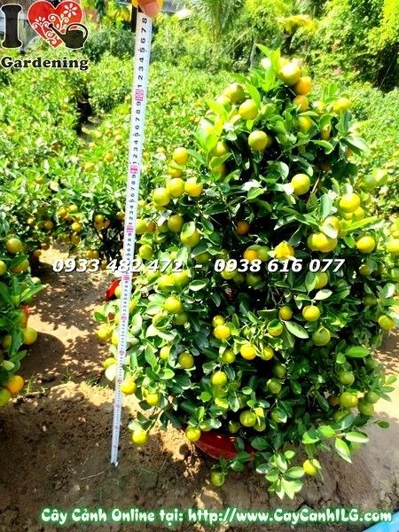 Cây tắc cao 108cm Ms 19596 tán tròn sai trái chụp ngày 29/11 âm lịch