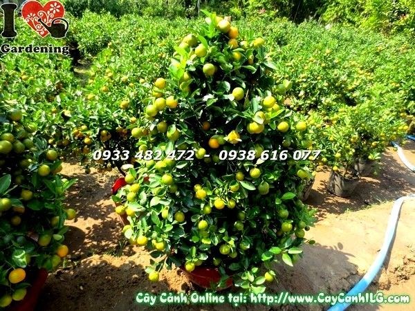 Chi tiết tán và trái cây tắc cao 108cm ms 19596 vườn ILG