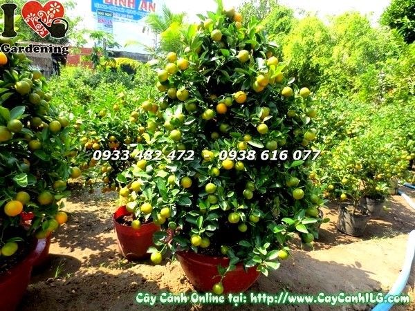 Cây tắc quất cao 108cm trang trí sảnh văn phòng khuôn viên công trình ILG