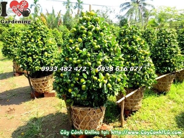Cây tắc quất cao 115cm ý nghĩa phong thủy may mắn sung túc